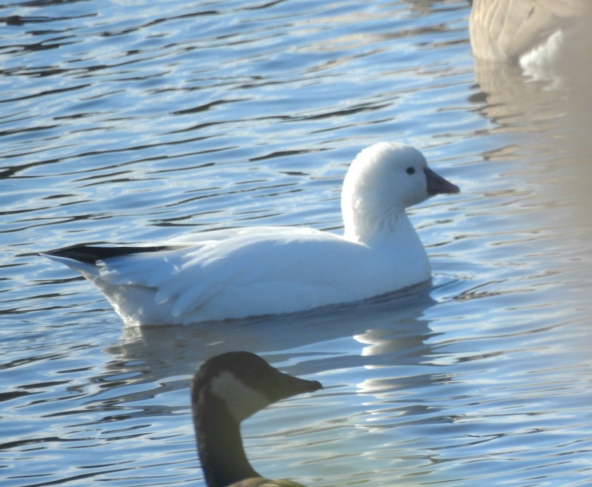Ross's Goose - ML644661612