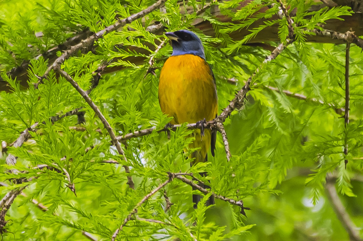Blue-and-yellow Tanager - ML644661615