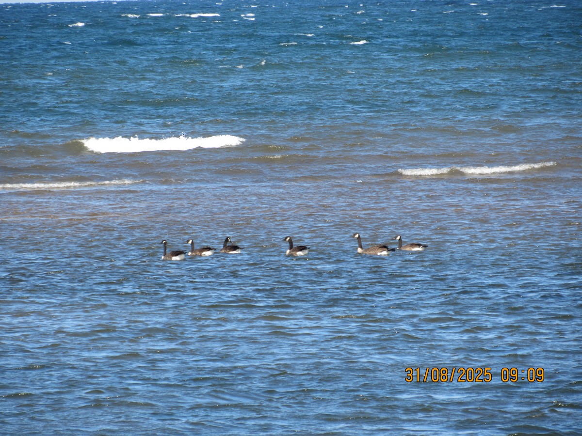 Bernache du Canada - ML644661616