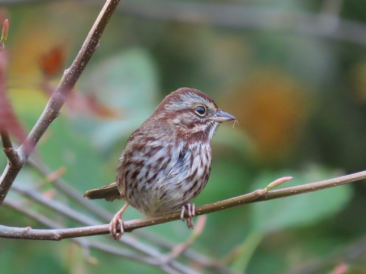 Song Sparrow - ML644661617