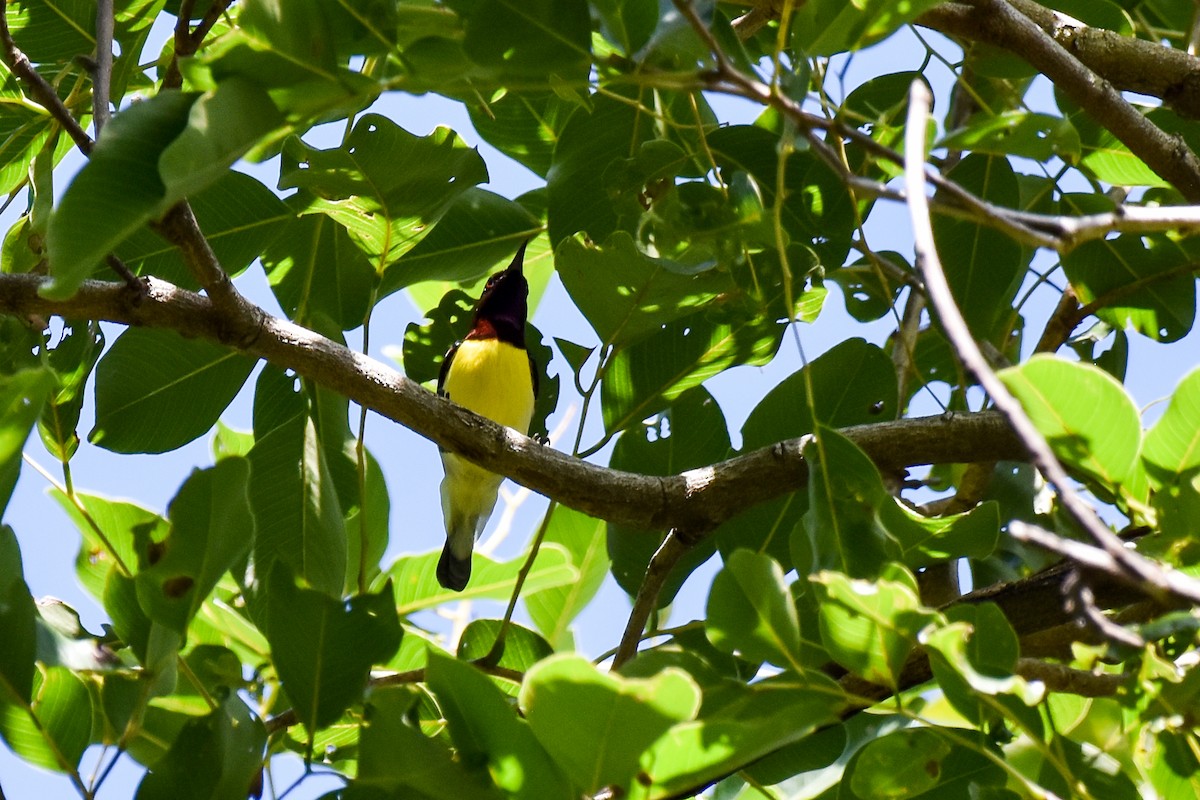 Purple-rumped Sunbird - ML644661618