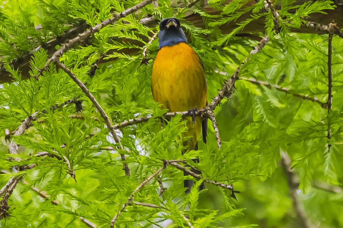 Blue-and-yellow Tanager - ML644661619