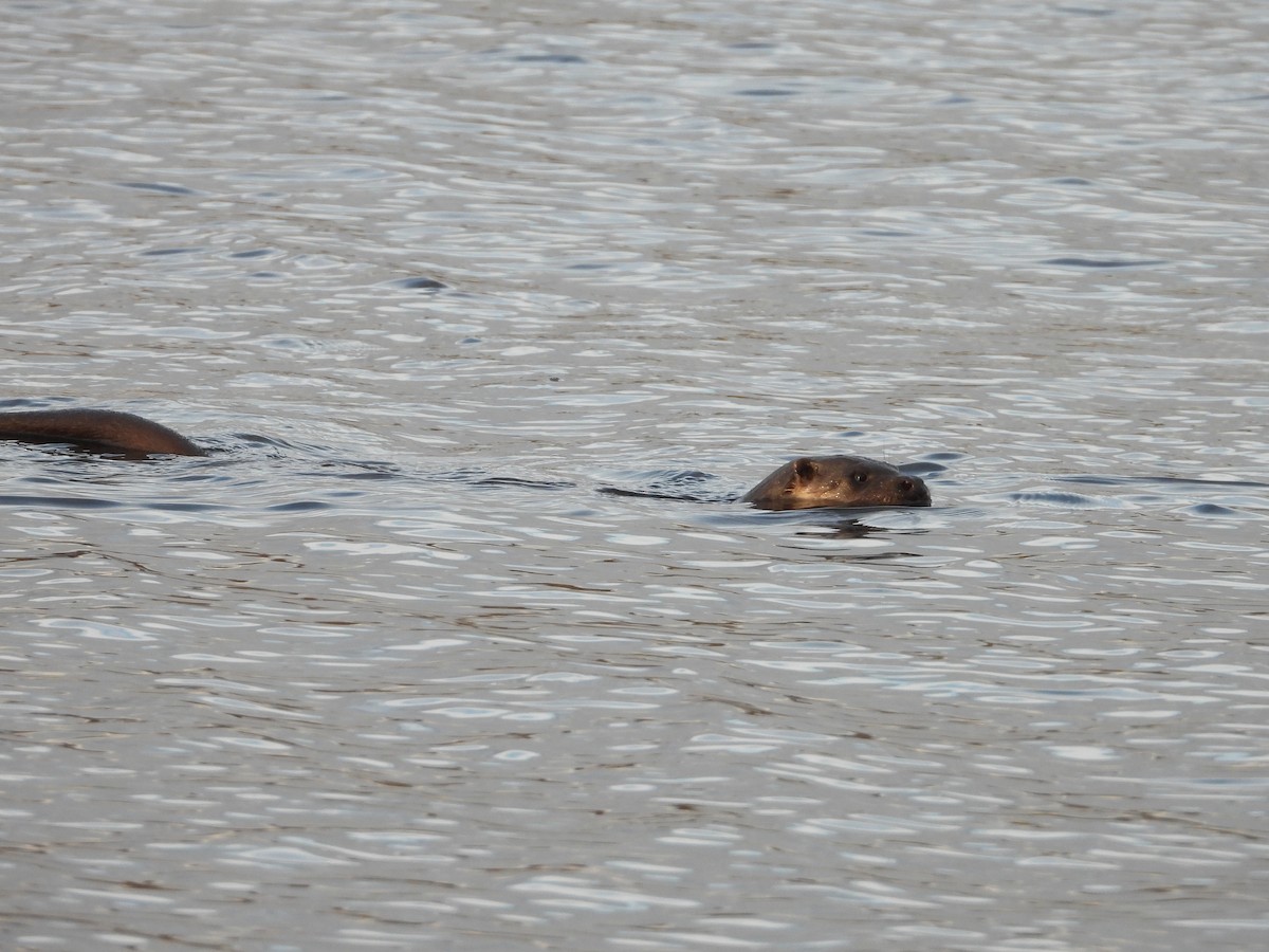 Animals - ML644661620