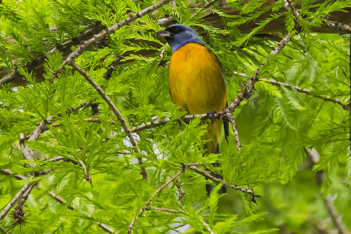 Blue-and-yellow Tanager - ML644661621