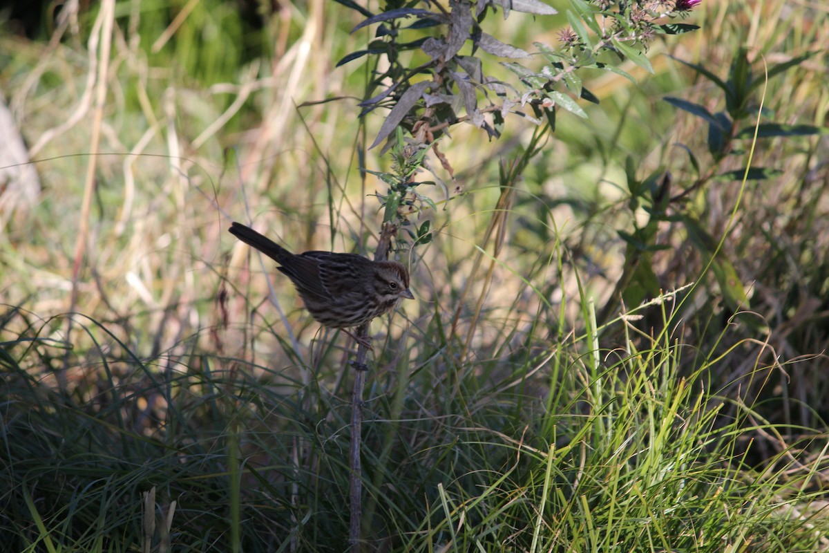 Song Sparrow - ML644661624