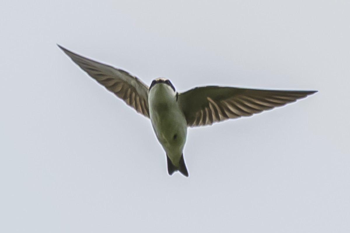 White-rumped Swallow - ML644661626