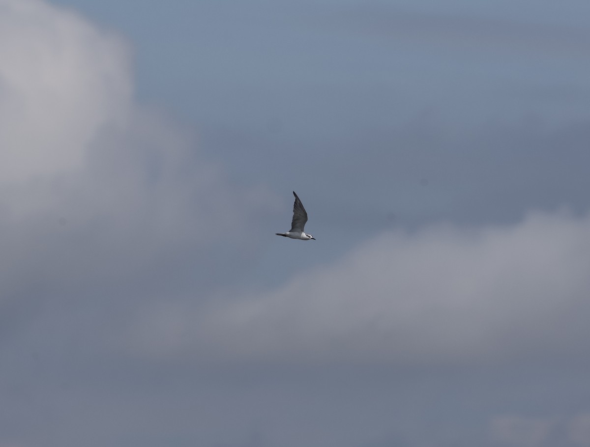 クロハラアジサシ - ML644661627