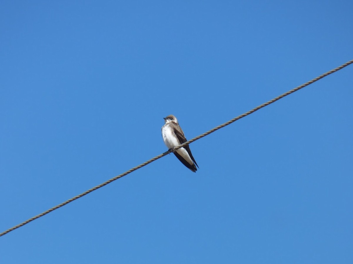 Brown-chested Martin - ML644661628