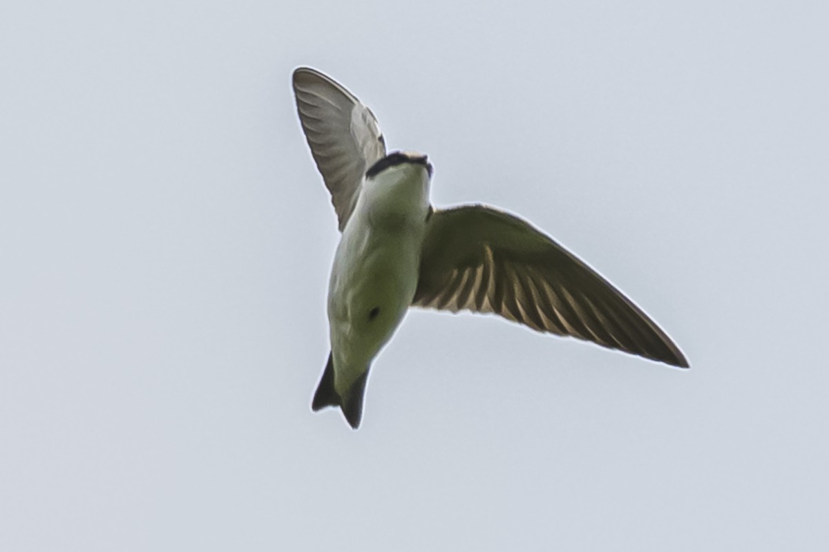 White-rumped Swallow - ML644661629