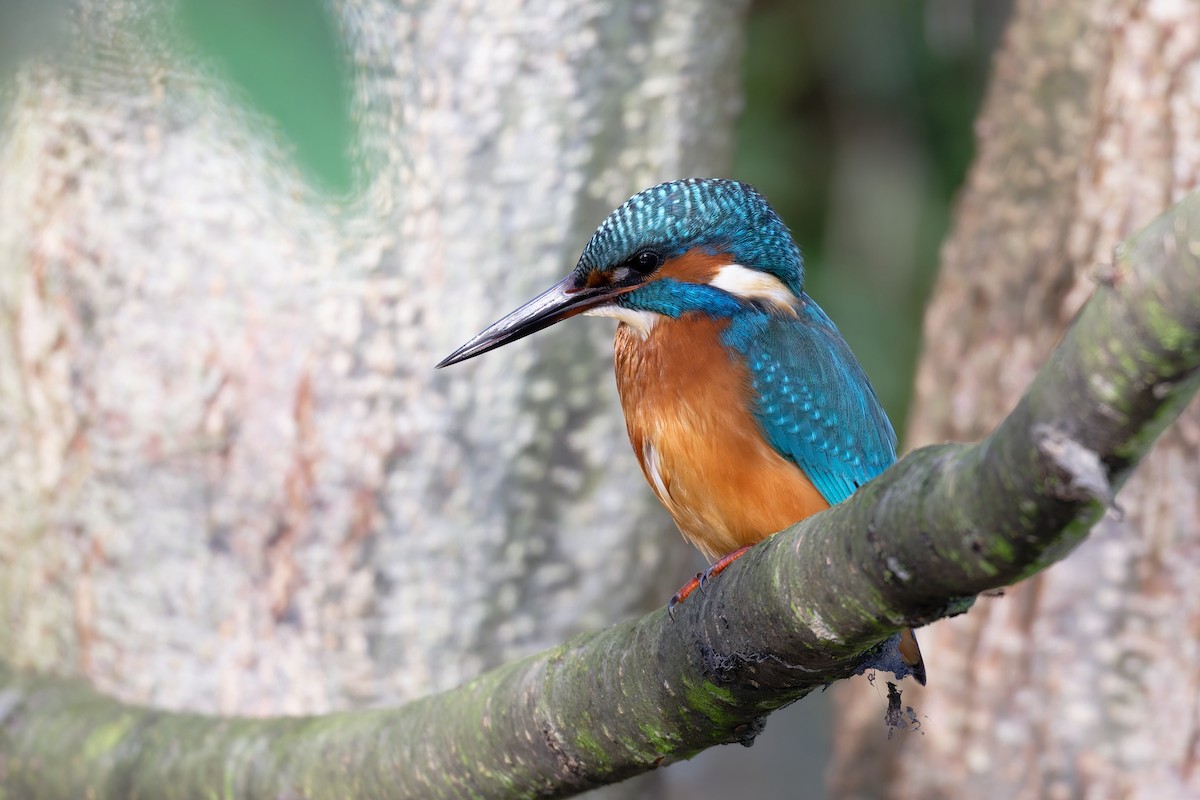 Common Kingfisher - ML644661630