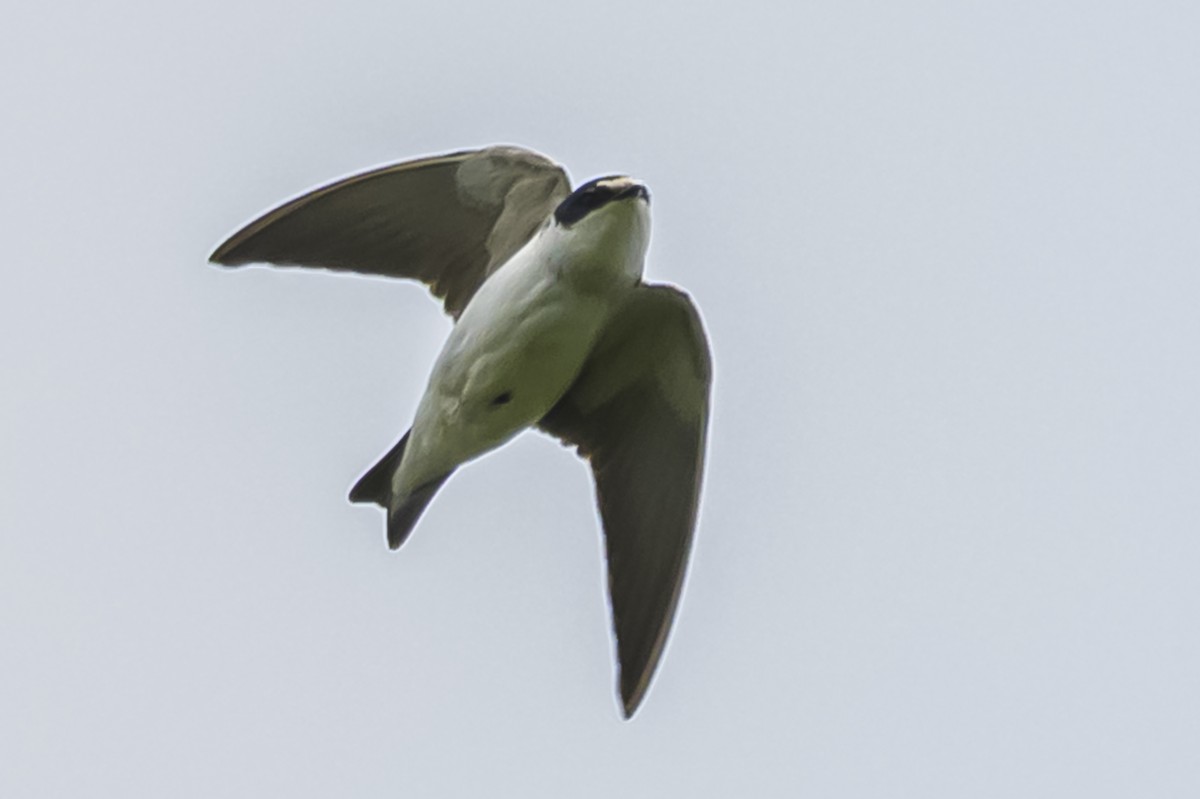 White-rumped Swallow - ML644661631