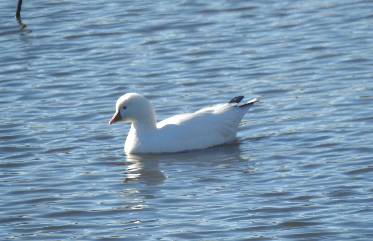 Ross's Goose - ML644661632