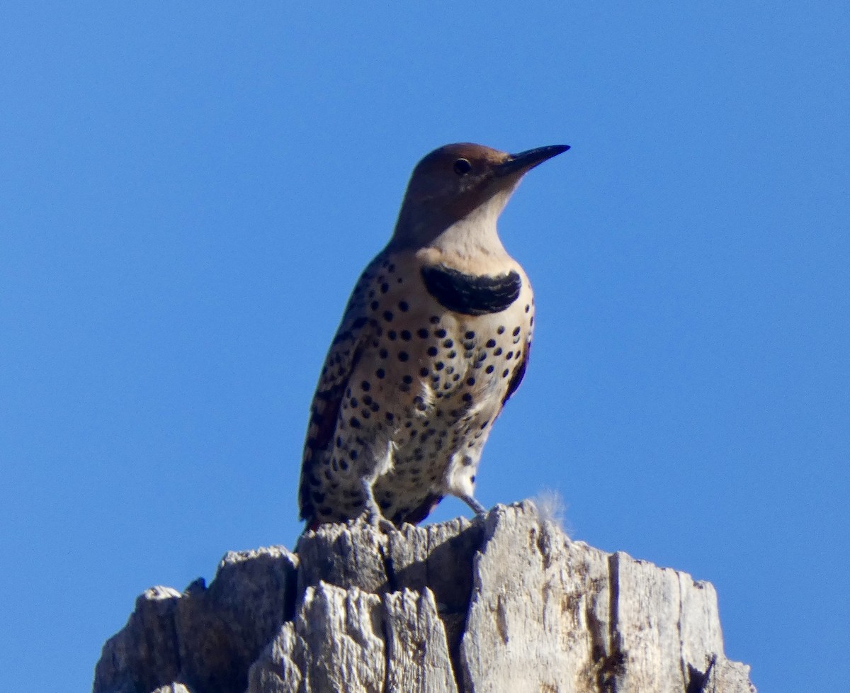 Northern Flicker (Red-shafted) - ML644661633
