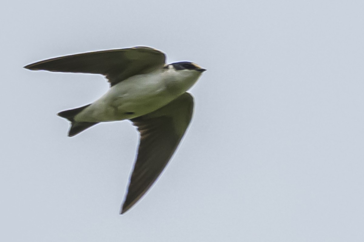 White-rumped Swallow - ML644661634