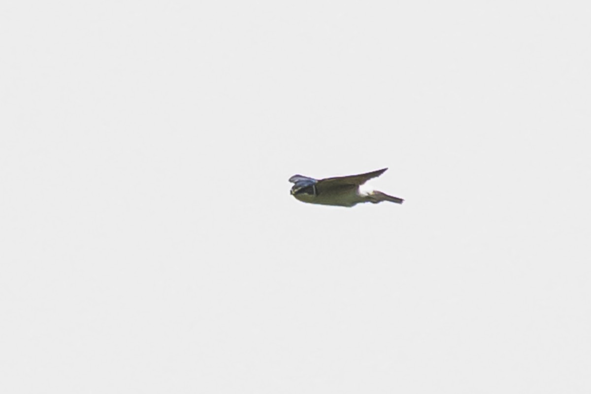 White-rumped Swallow - ML644661643