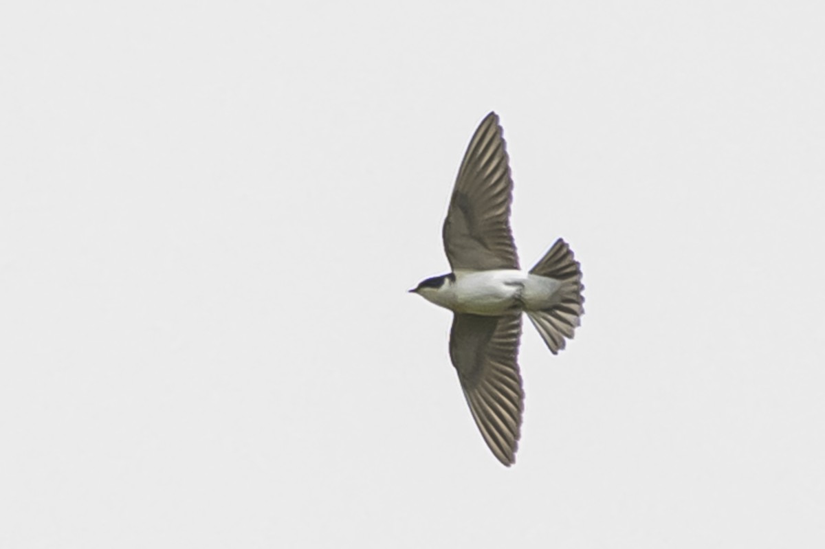 White-rumped Swallow - ML644661644