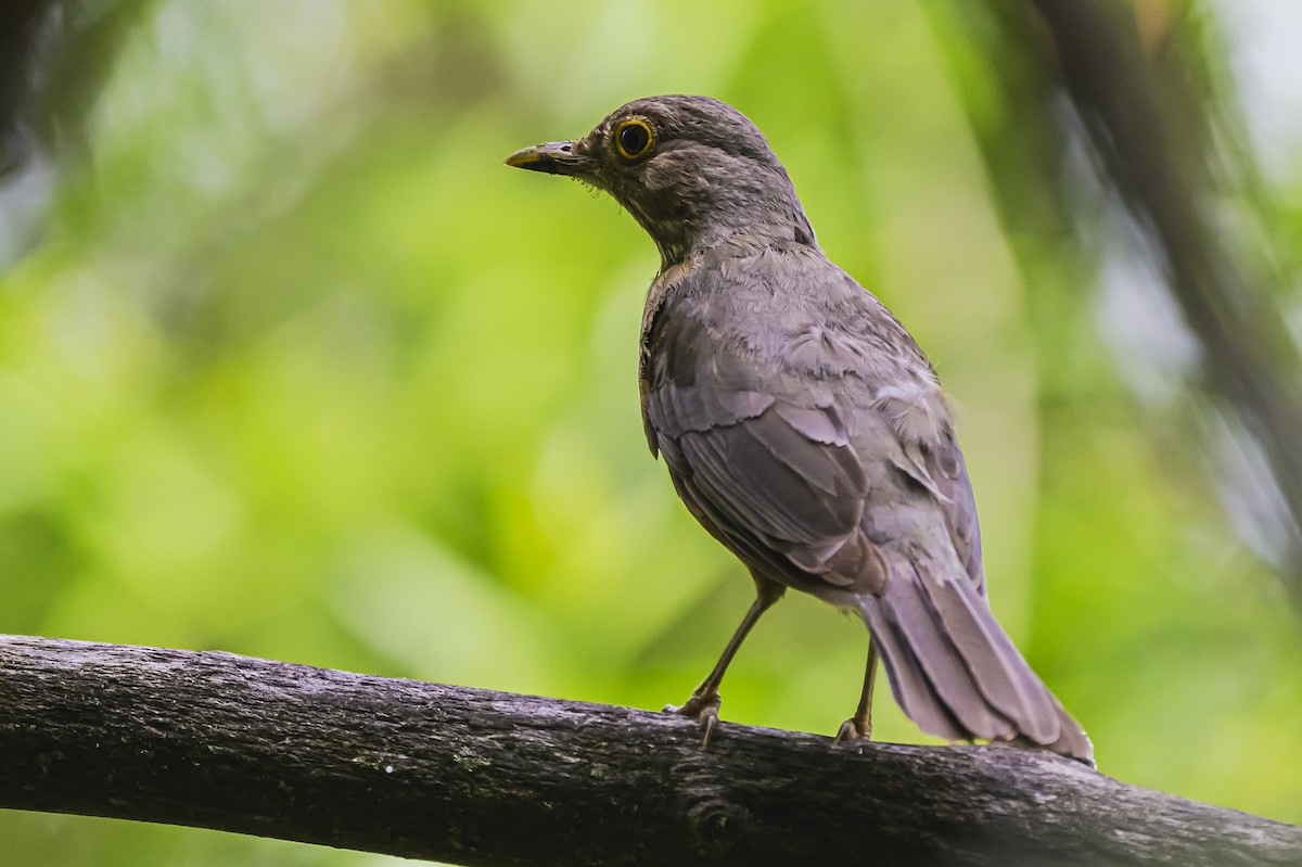 Rufous-bellied Thrush - ML644661646