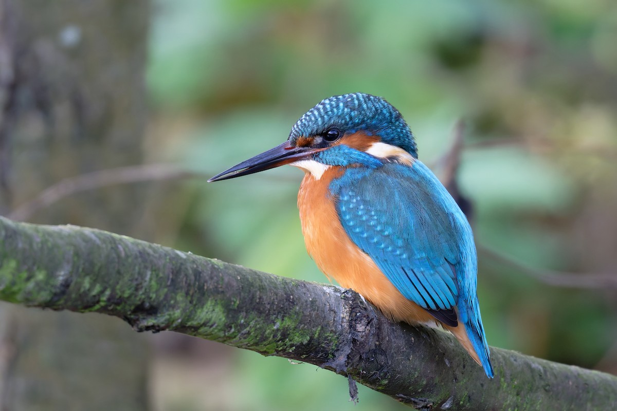 Common Kingfisher - ML644661647