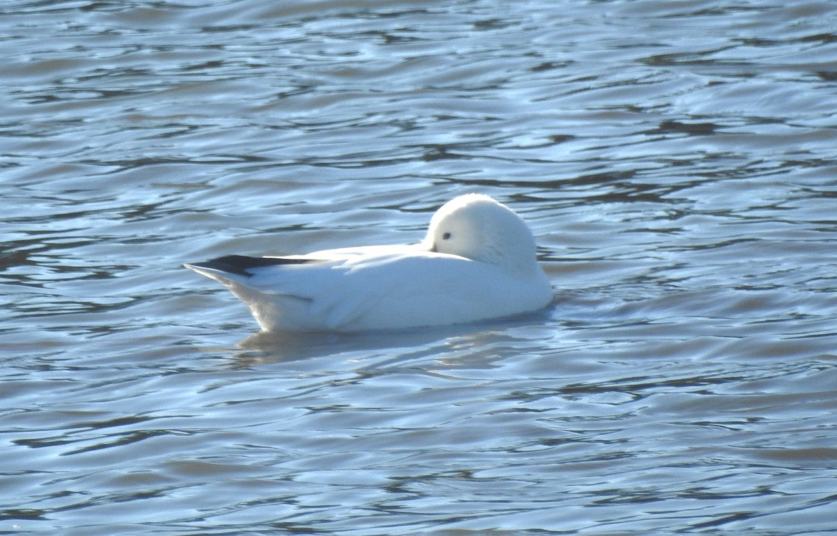 Ross's Goose - ML644661651