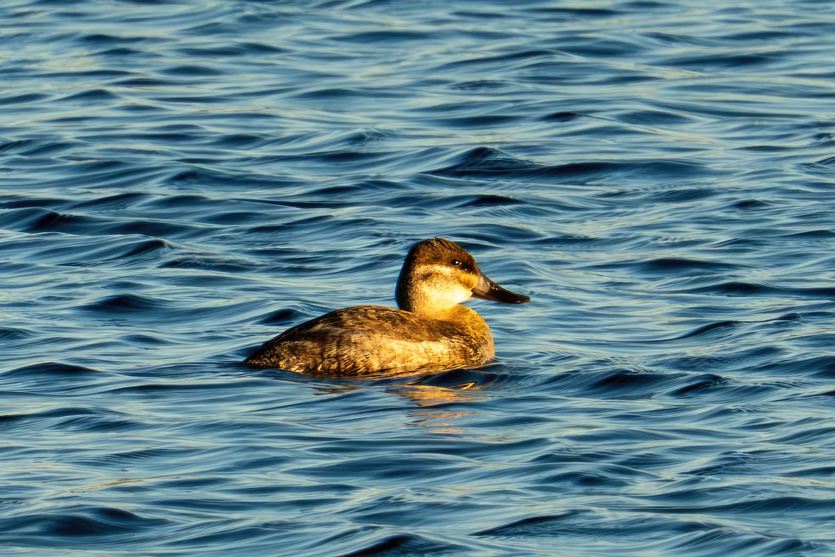 Ruddy Duck - ML644661655