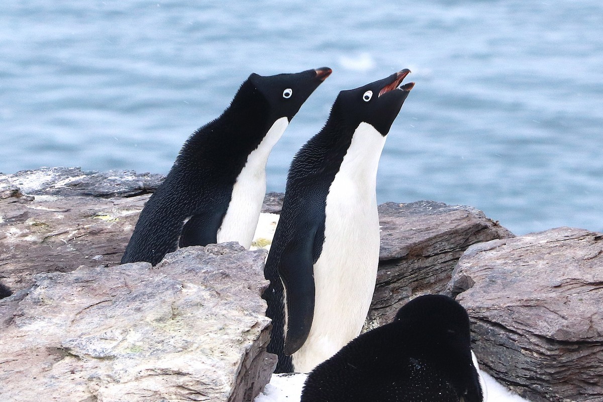 Пінгвін Аделі - ML644661659