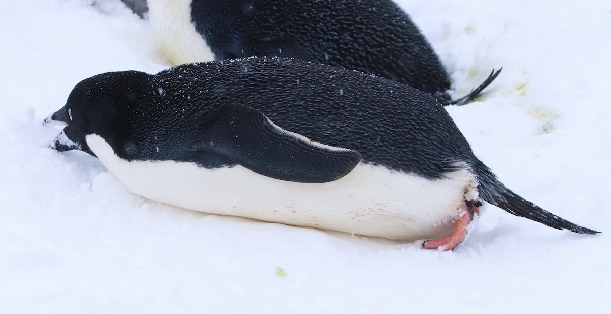 Пінгвін Аделі - ML644661660