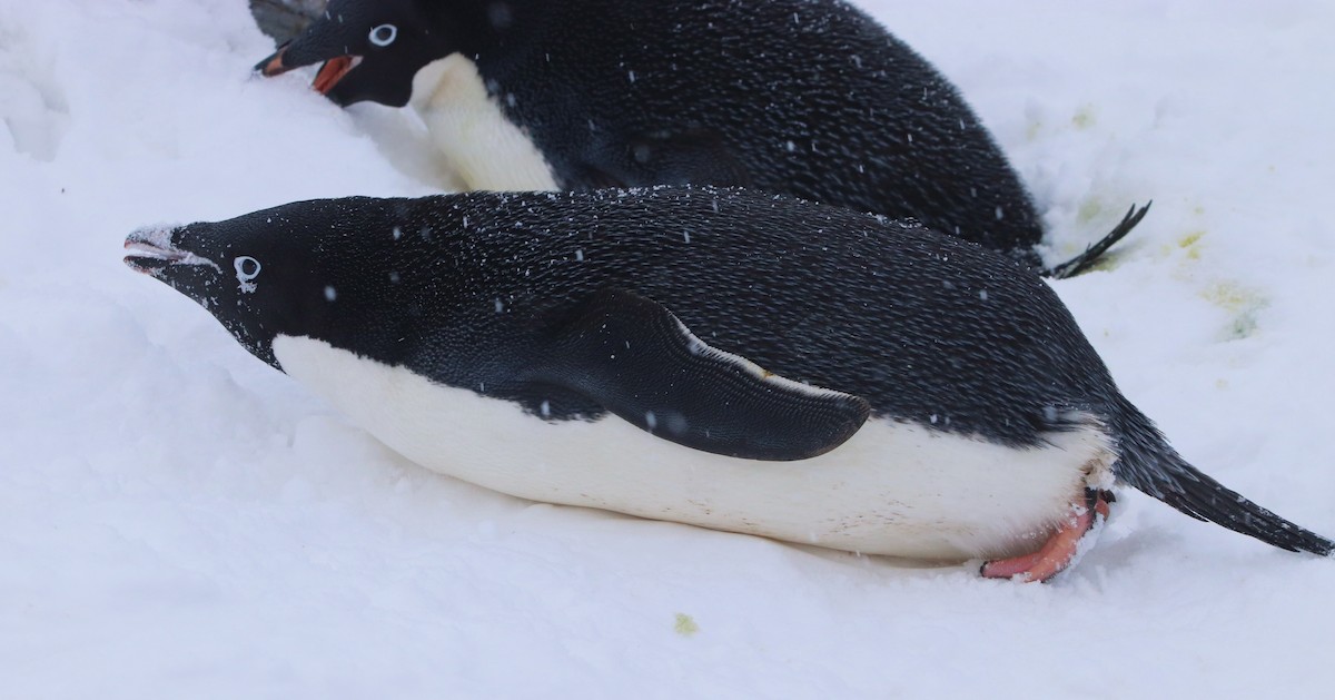 Пінгвін Аделі - ML644661661