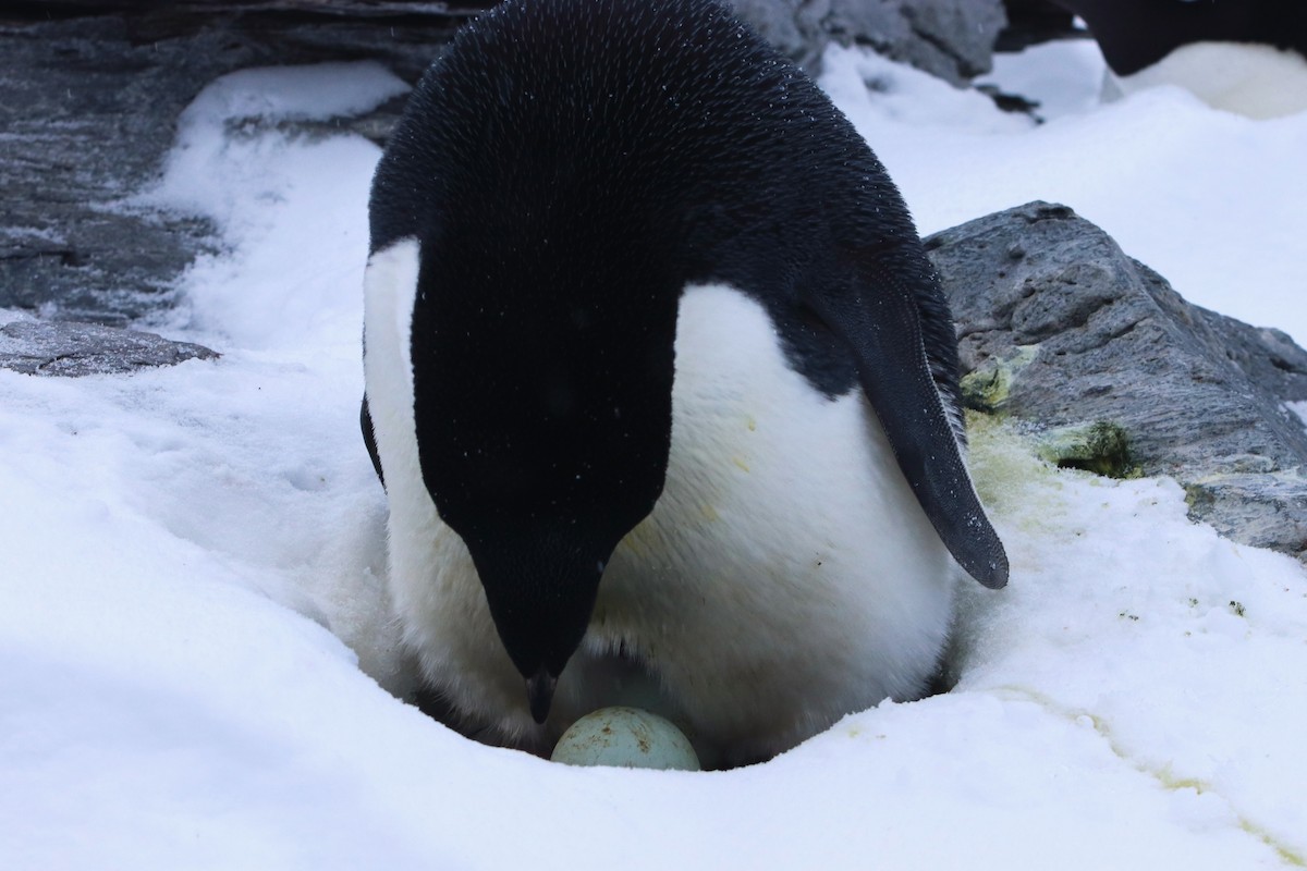Пінгвін Аделі - ML644661662
