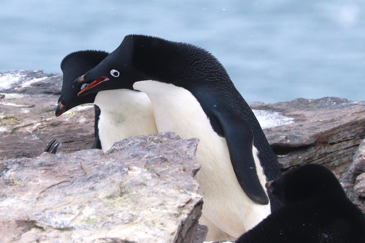 Пінгвін Аделі - ML644661663