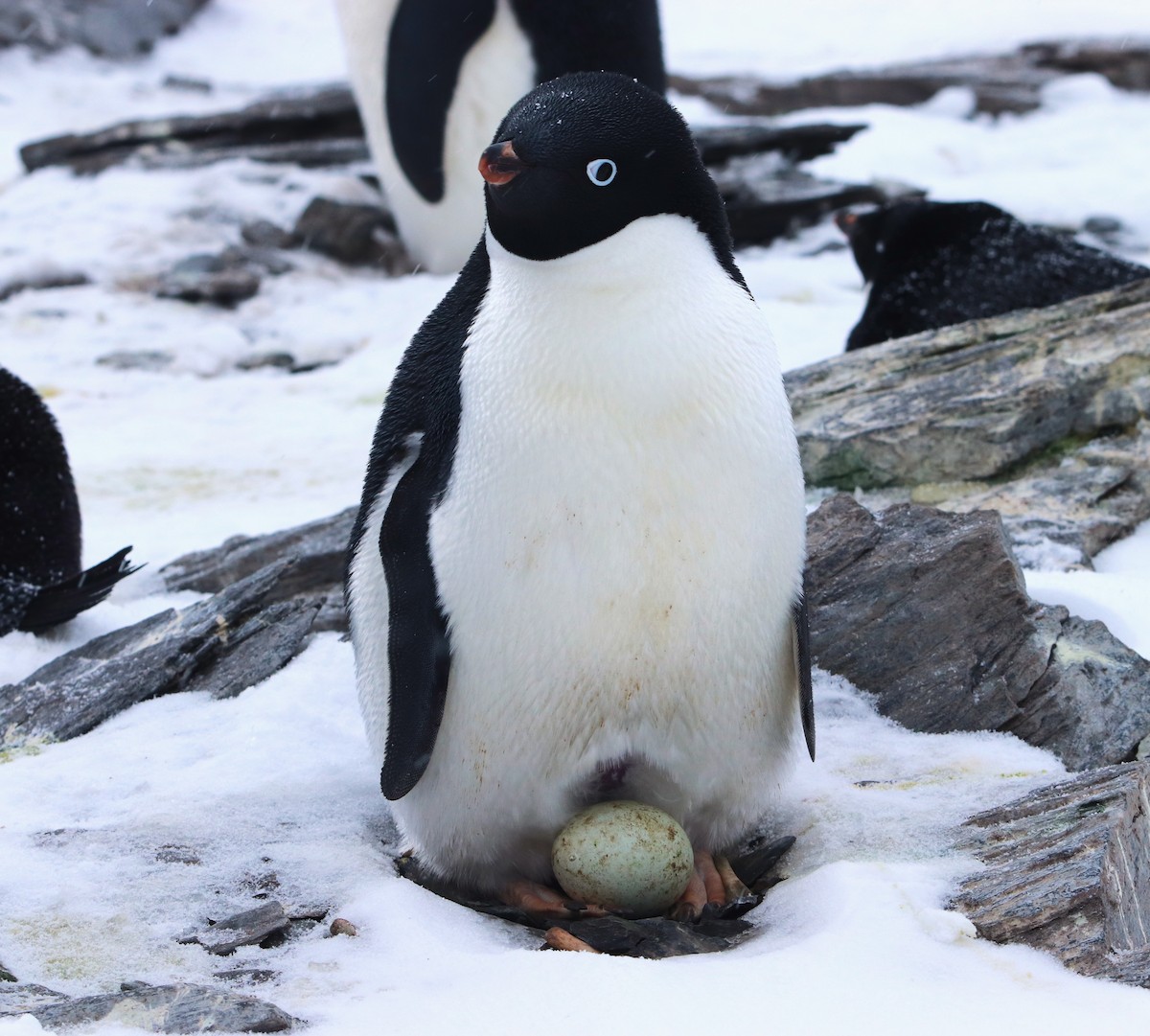 Пінгвін Аделі - ML644661667