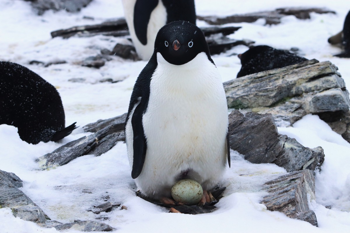 Пінгвін Аделі - ML644661668