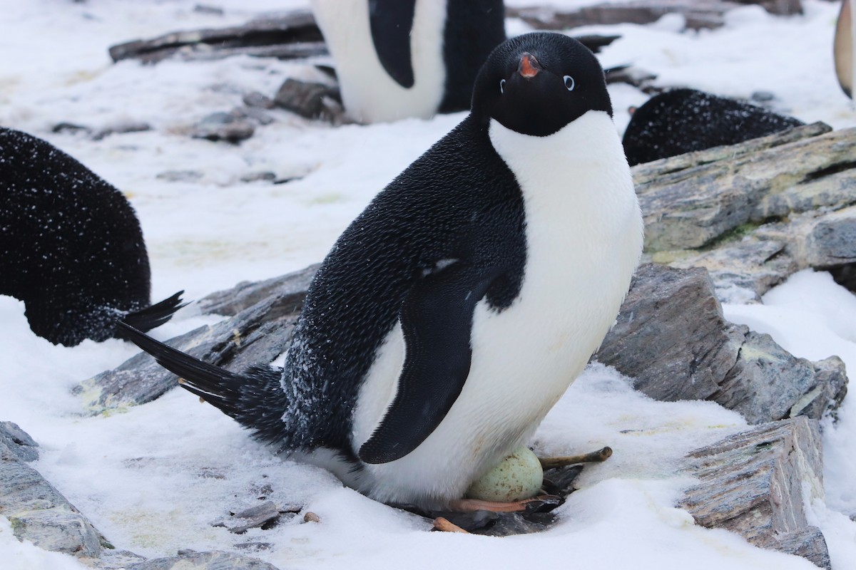 Пінгвін Аделі - ML644661669