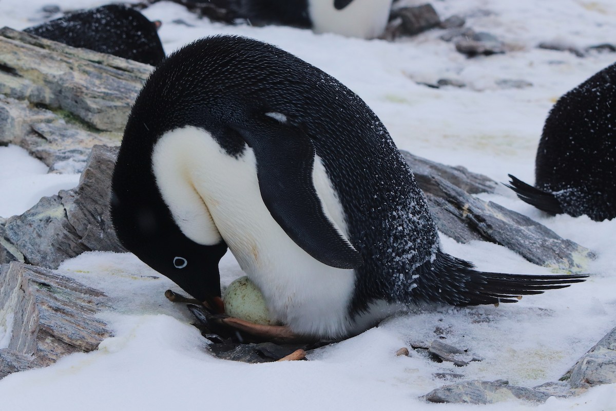 Пінгвін Аделі - ML644661670