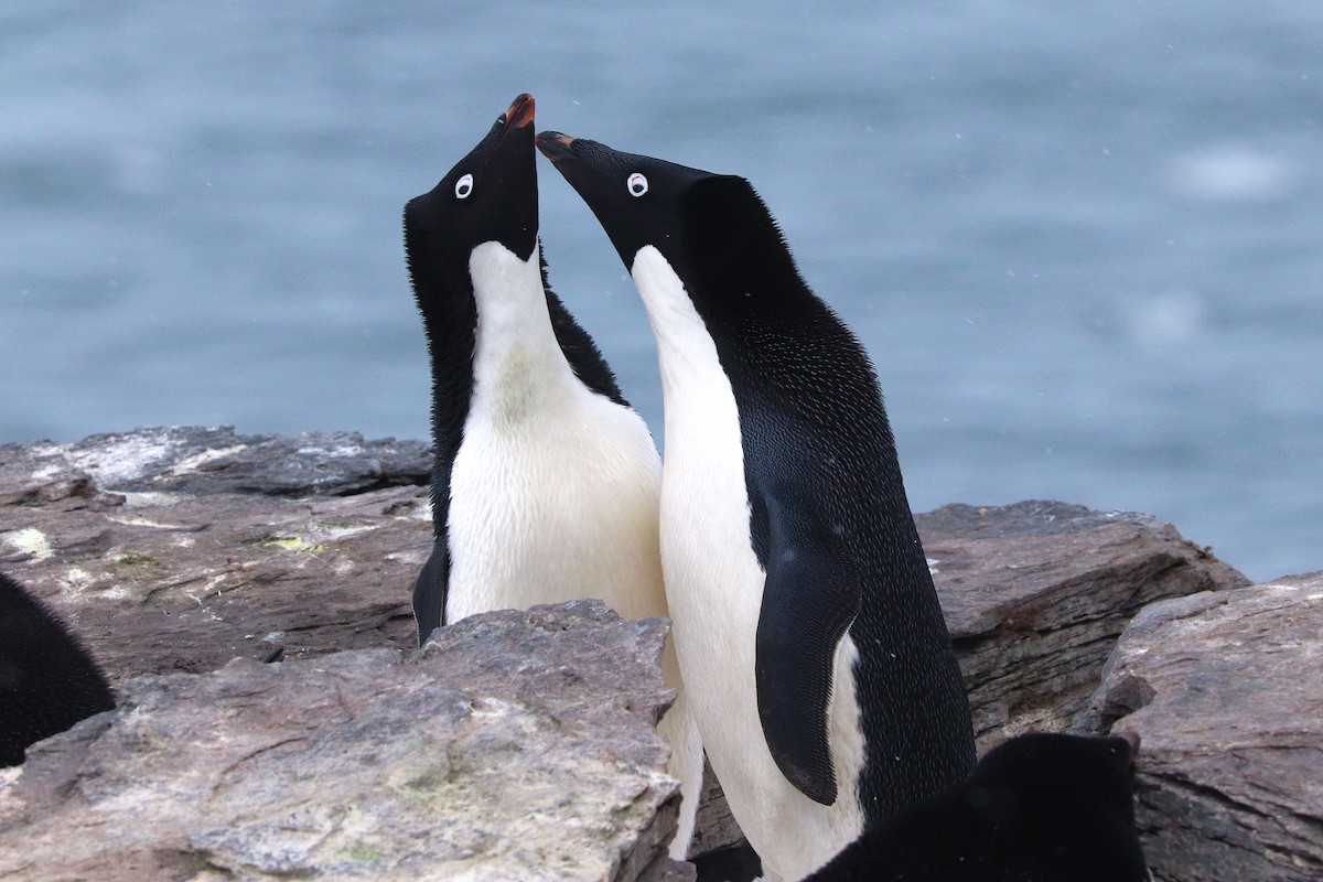 Пінгвін Аделі - ML644661671