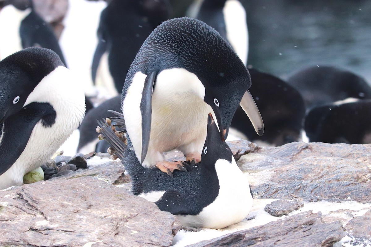 Пінгвін Аделі - ML644661672