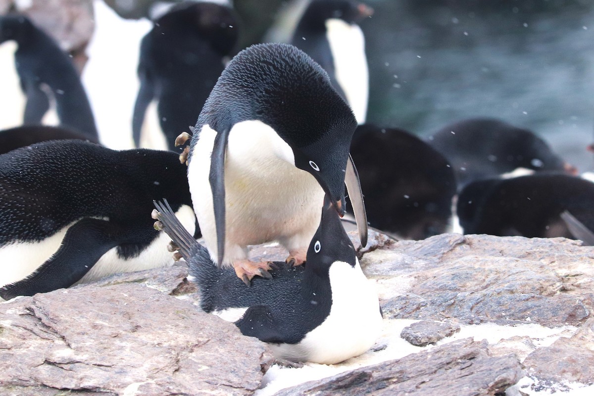 Пінгвін Аделі - ML644661673