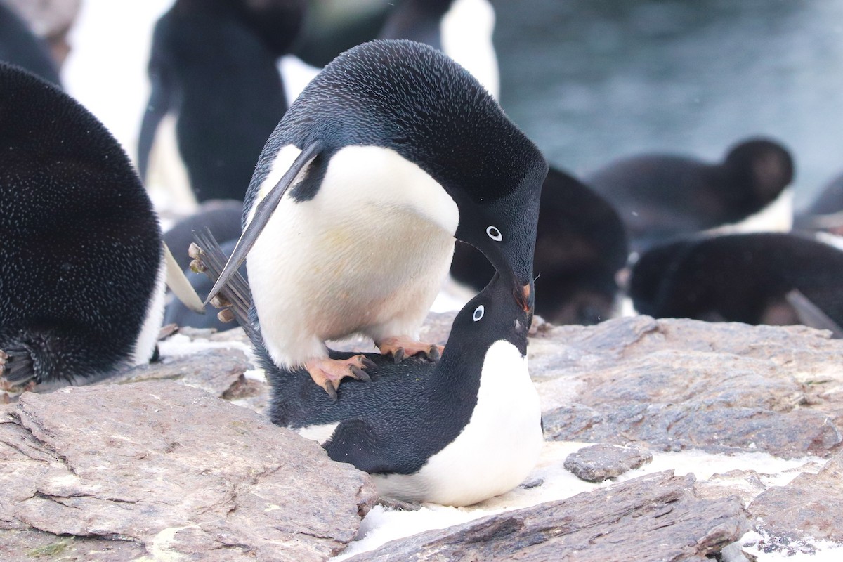 Пінгвін Аделі - ML644661674