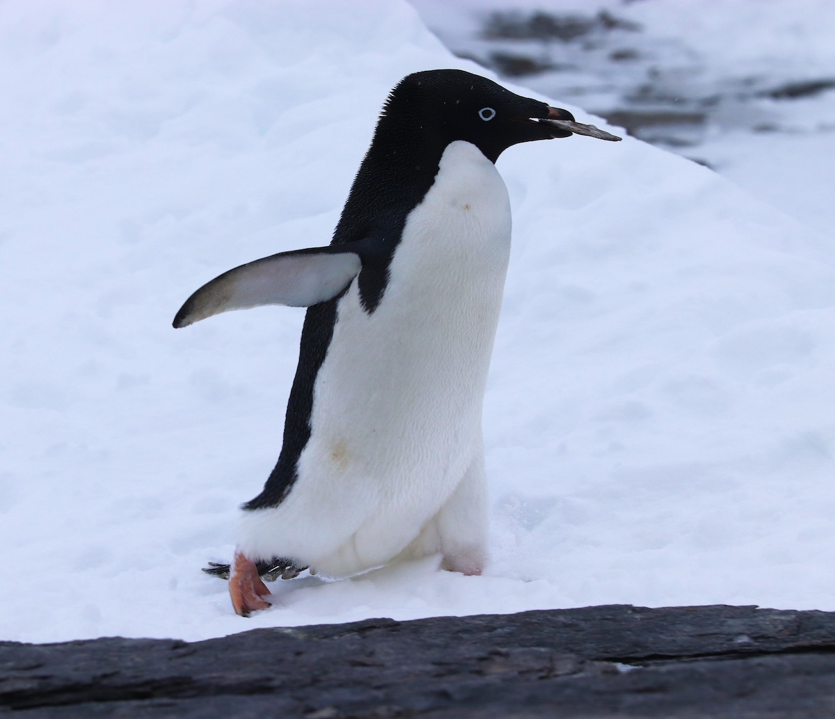 Пінгвін Аделі - ML644661675