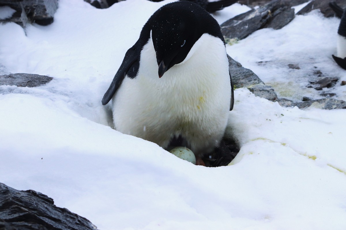 Пінгвін Аделі - ML644661676