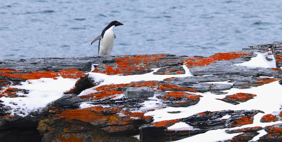 Пінгвін Аделі - ML644661680
