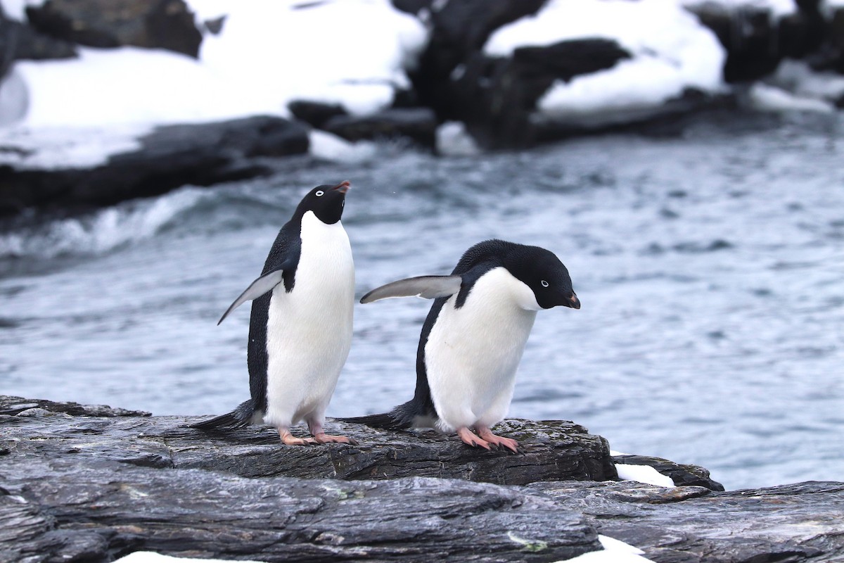 Пінгвін Аделі - ML644661681