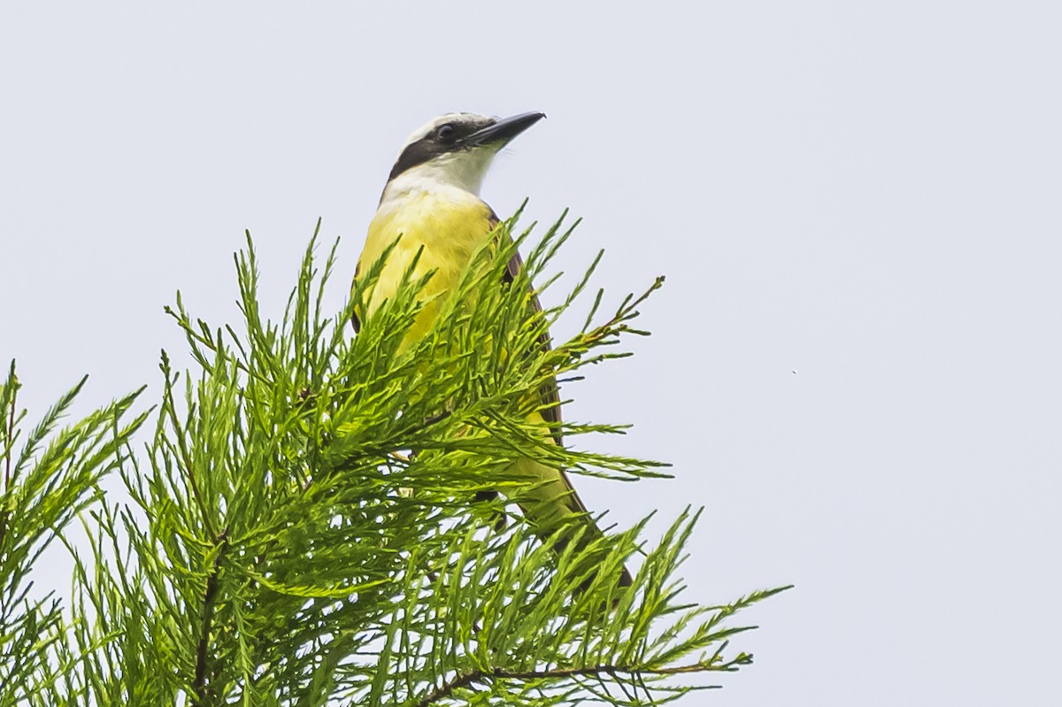 Büyük Kiskadi Tiranı - ML644661682