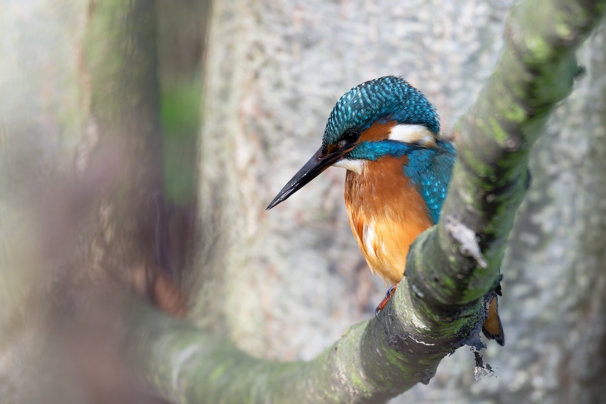 Common Kingfisher - ML644661683