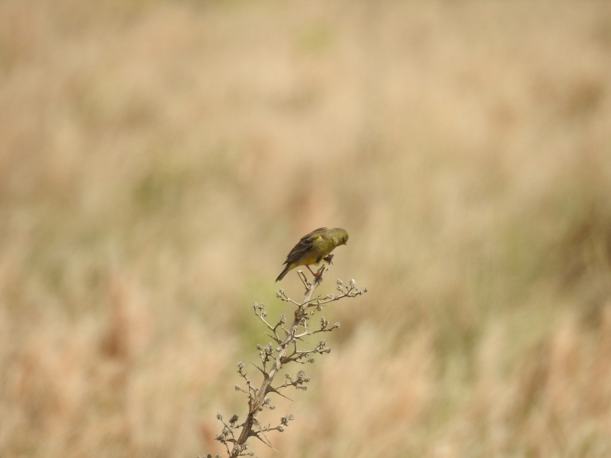 Kurzschnabel-Gilbtangare - ML644661684