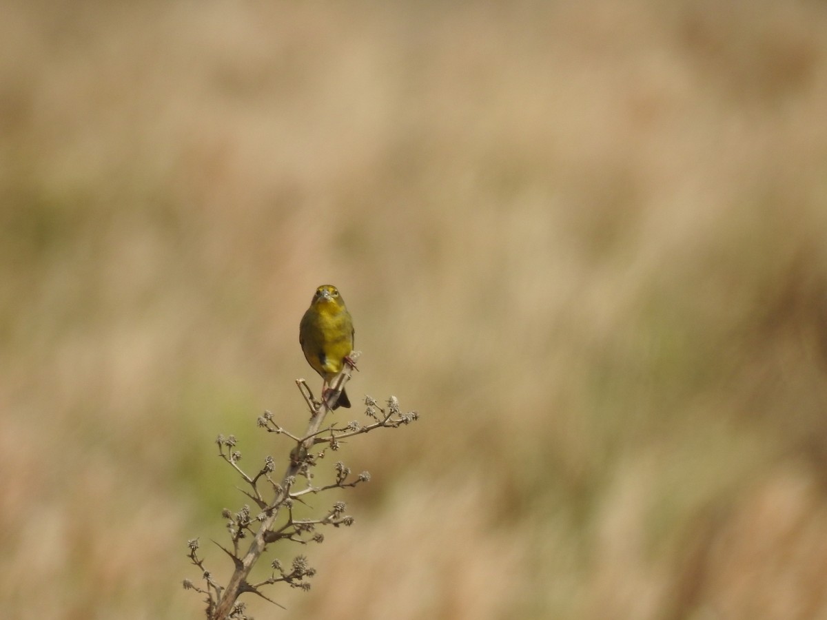 Kurzschnabel-Gilbtangare - ML644661685