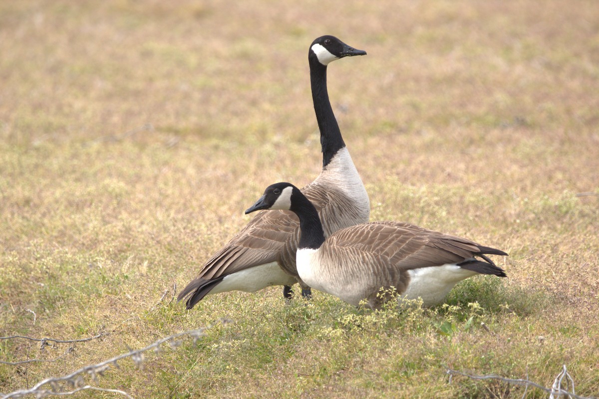 Канад галуу - ML644661686