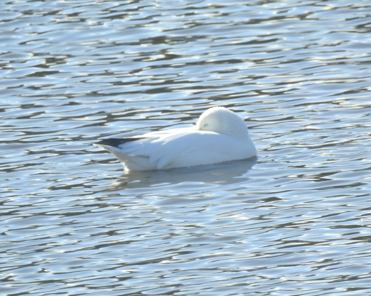 Ross's Goose - ML644661688