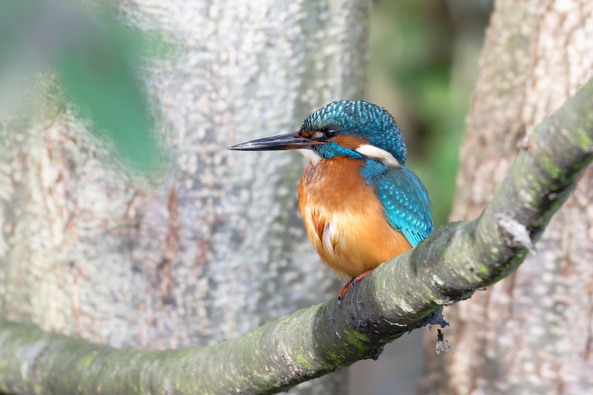 Common Kingfisher - ML644661700