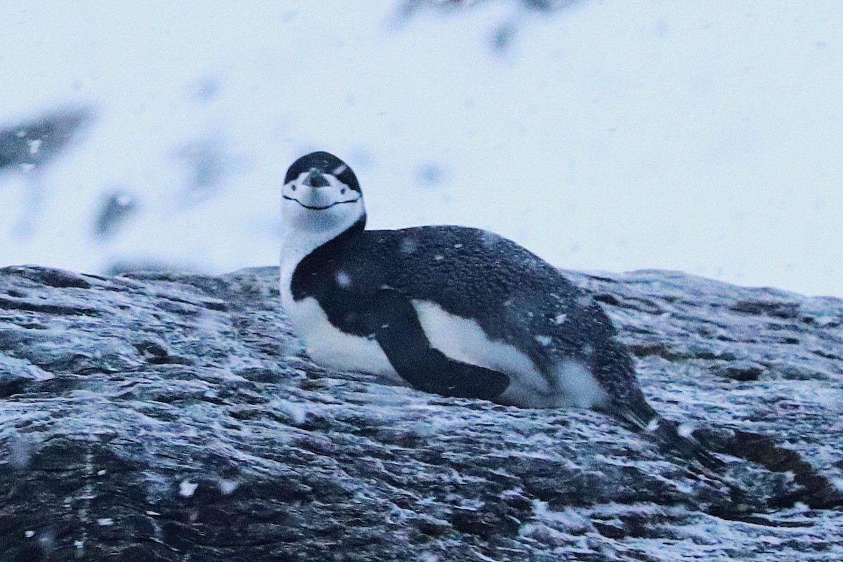 Chinstrap Penguin - ML644661704
