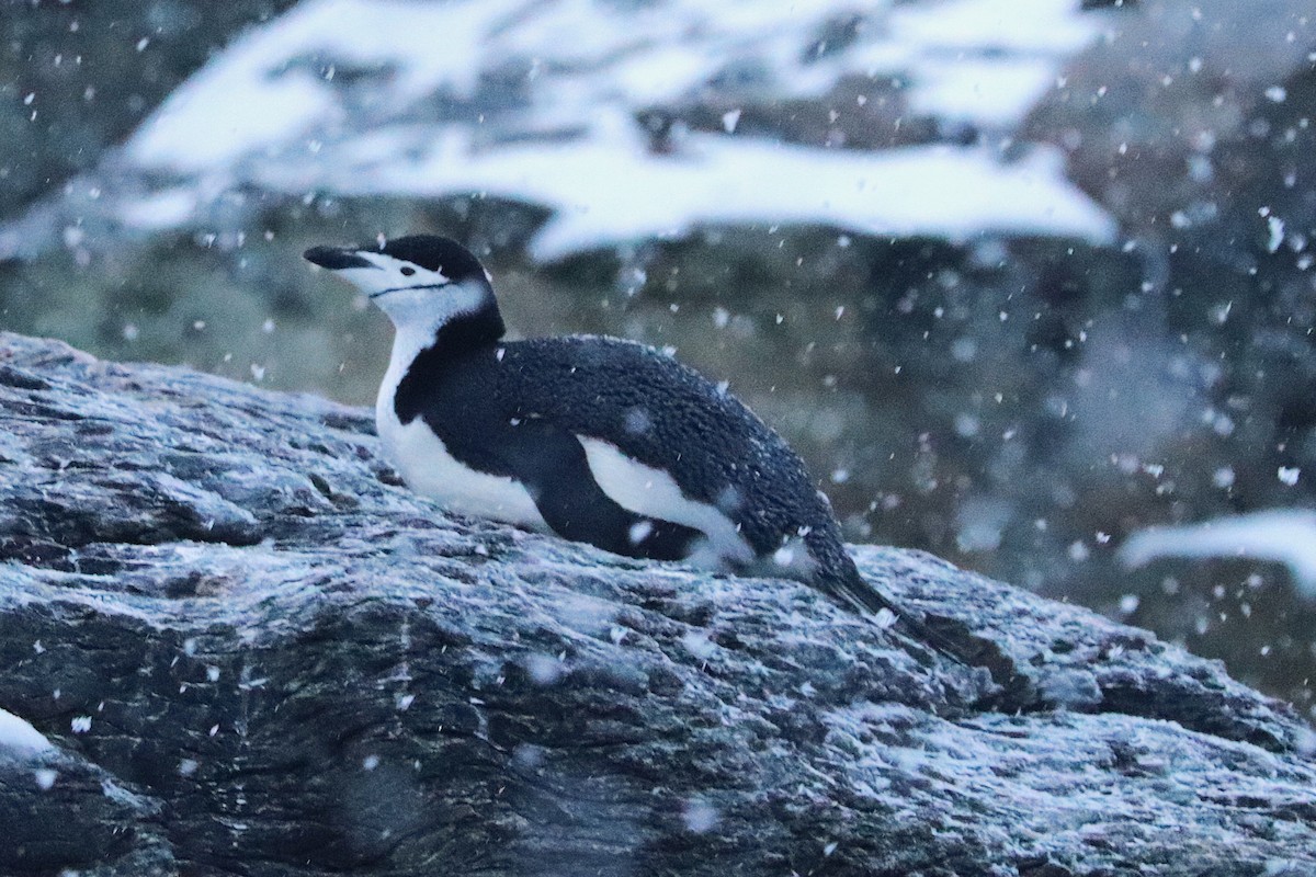 Chinstrap Penguin - ML644661705